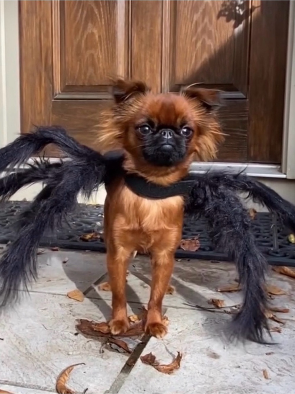 Black Furry Spider Wing Dog Costume Harness Halloween Accessory small dog cat